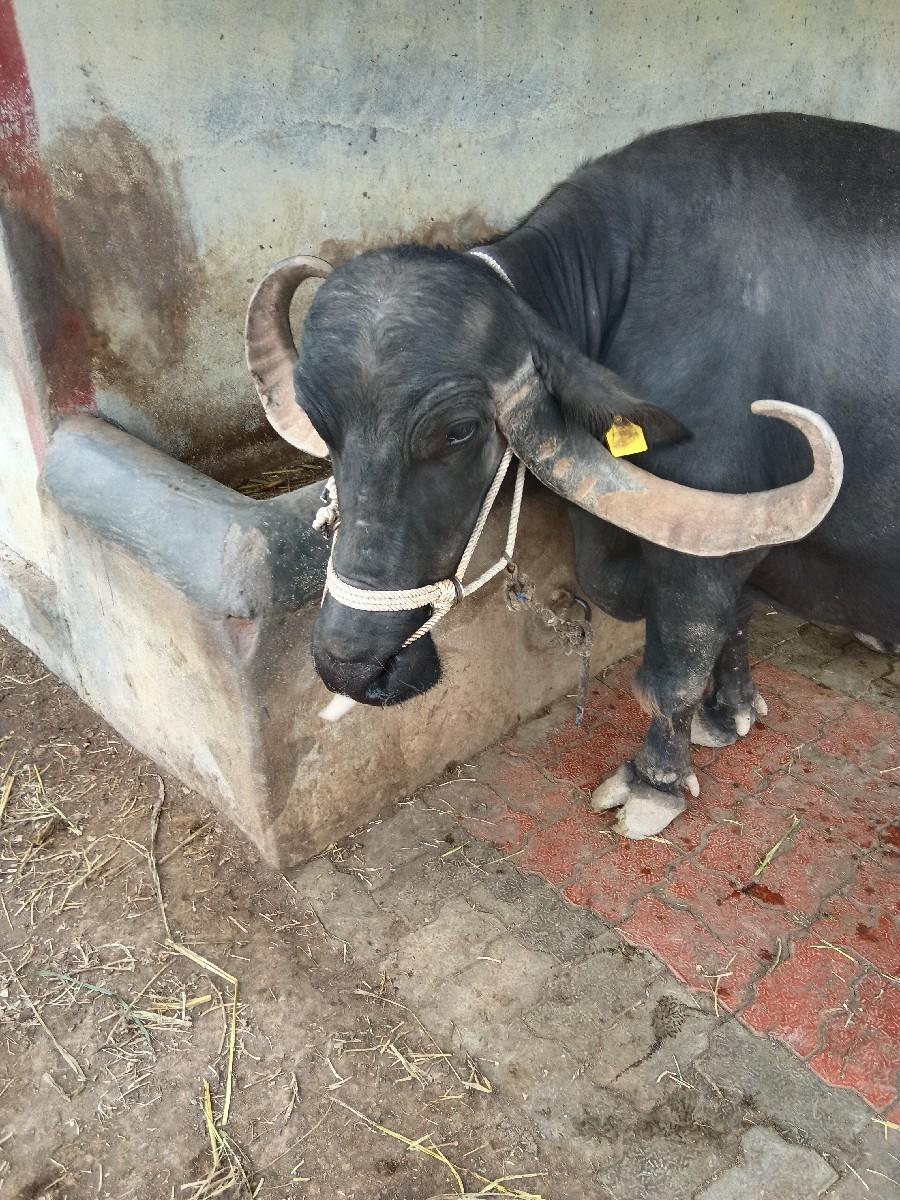 ચોથુ વેતર