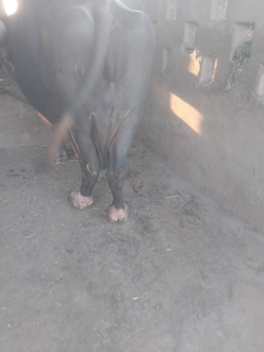 થંબનેલ 3