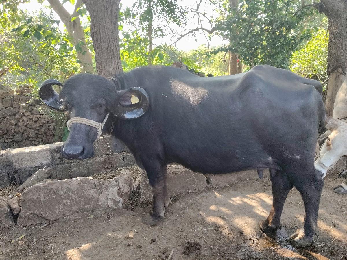 ભેંસ વેચવાની છે