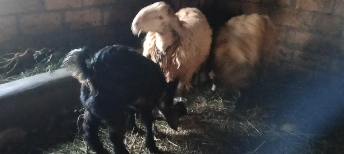 gheta ne bakra vechvana se