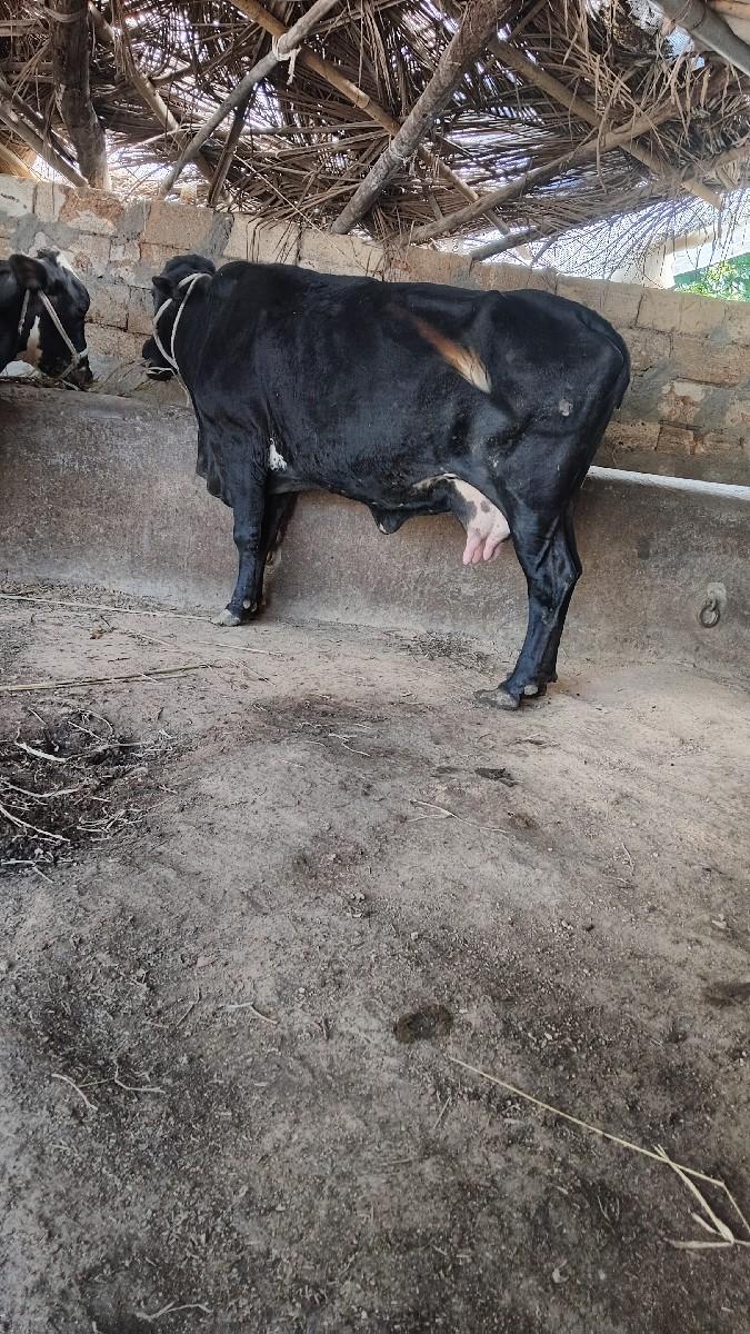 થંબનેલ 3