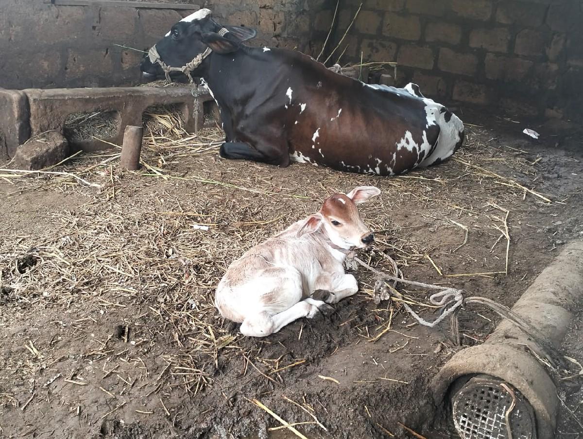 ગાય વેચવાની છે