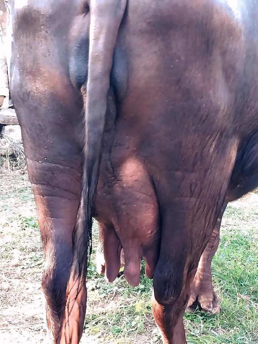 વેચવાની