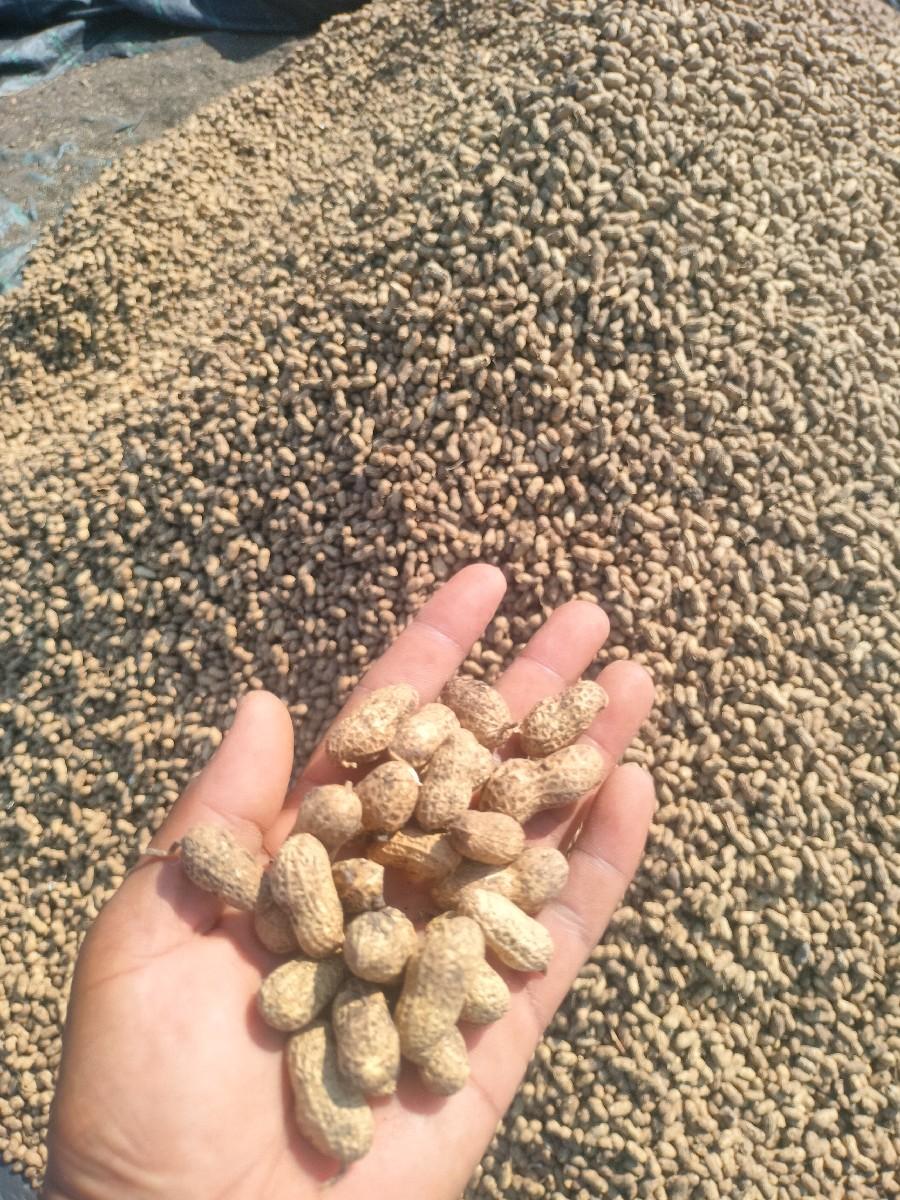 1450₹.   ૪૧ નં/આડી