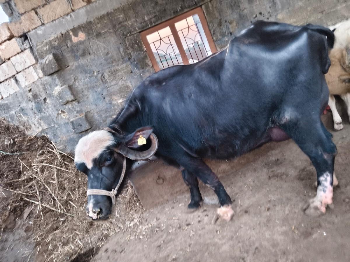 થંબનેલ 3