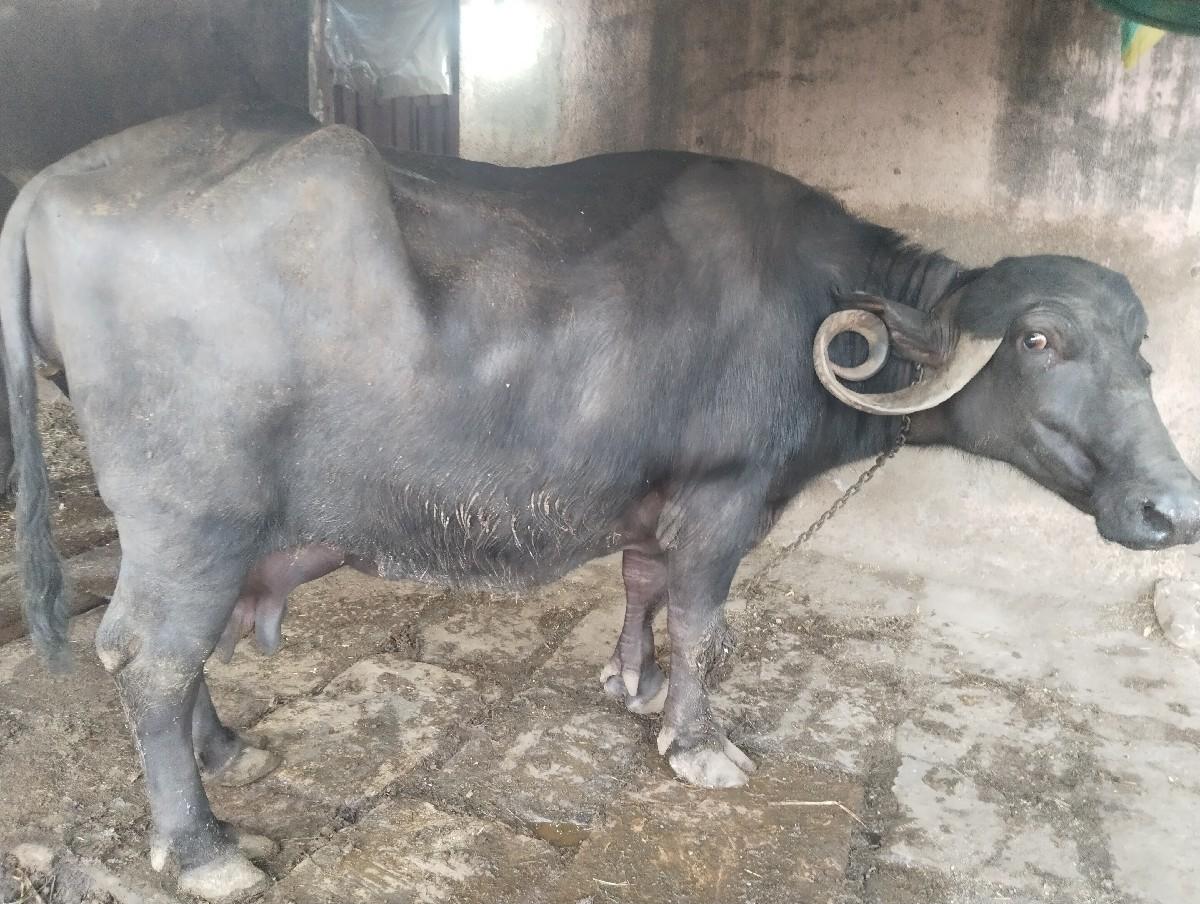 થંબનેલ 3