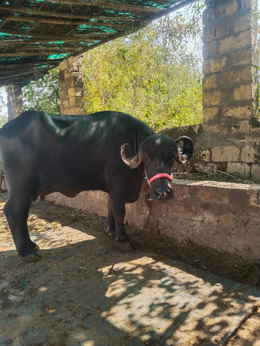 થંબનેલ 2