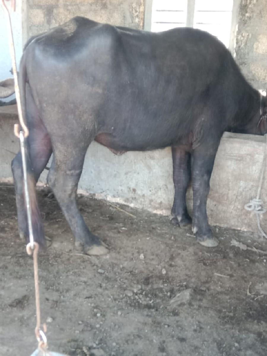 થંબનેલ 3