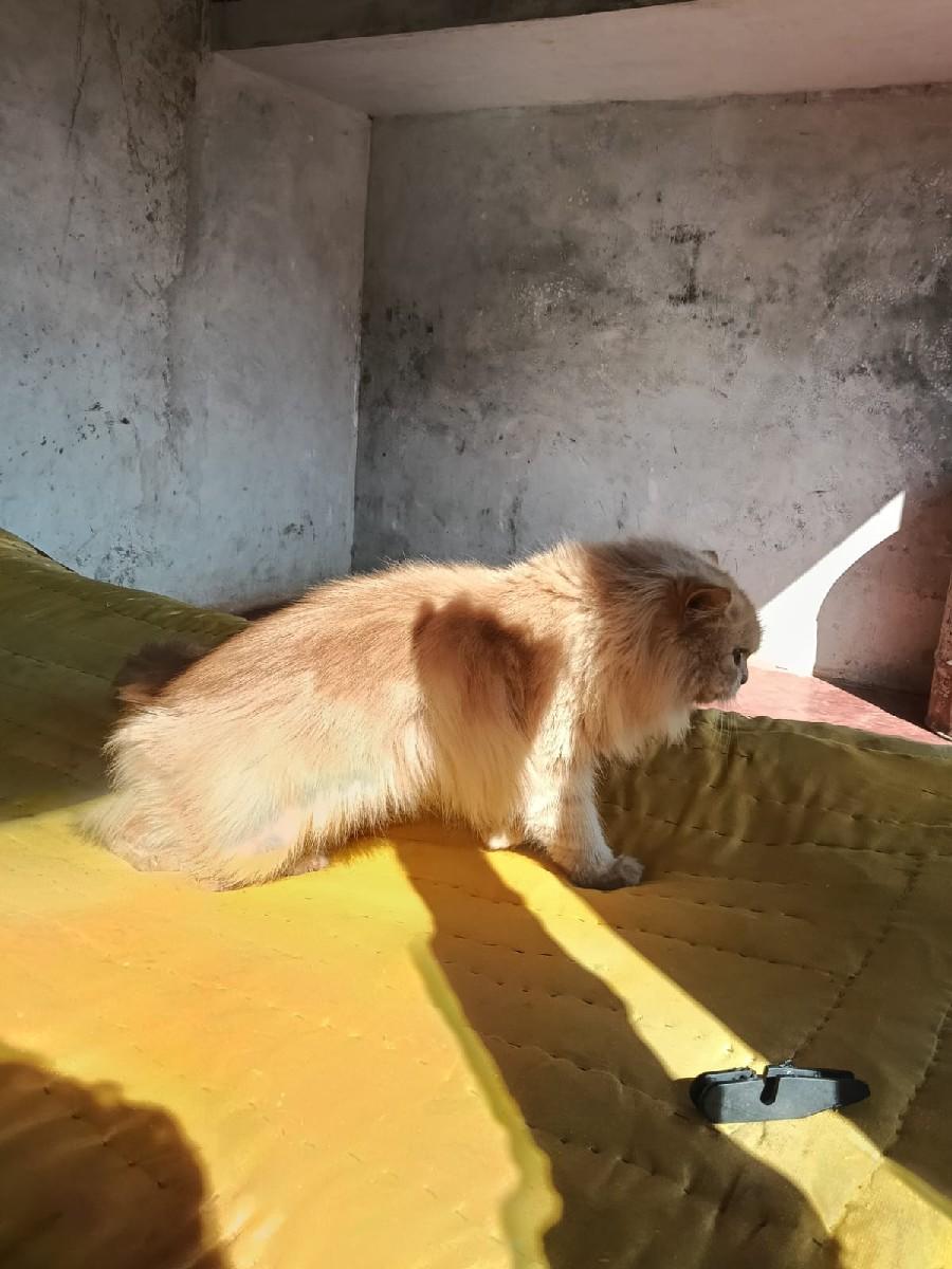 થંબનેલ 2