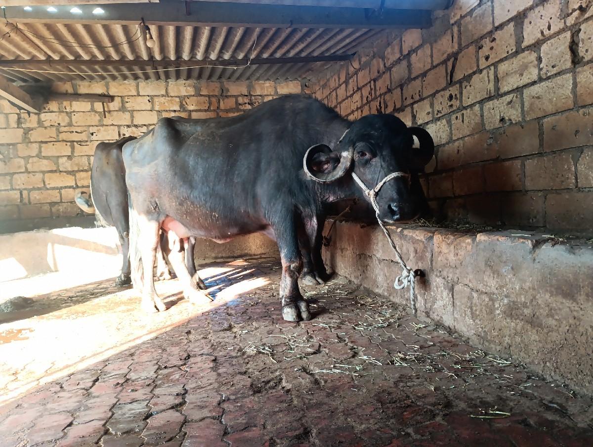 આ ભેસ વેચવાની