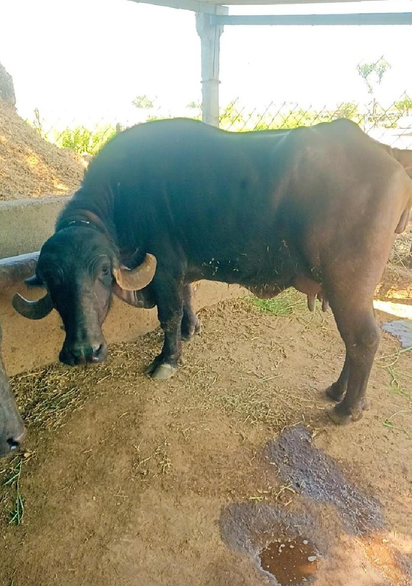 થંબનેલ 2