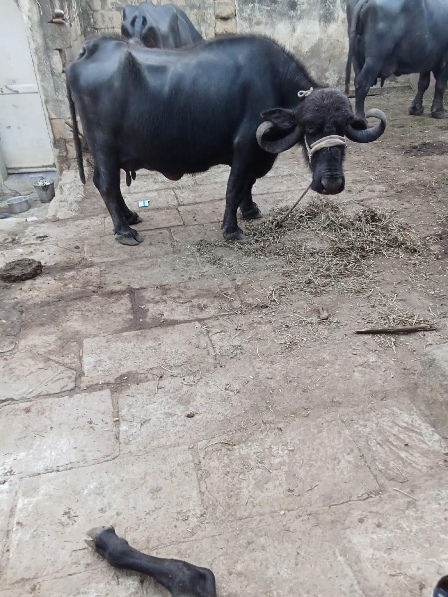 થંબનેલ 3