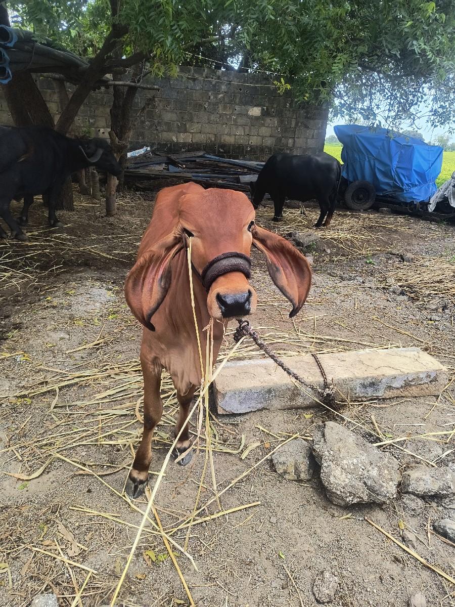 थंबनेल 3