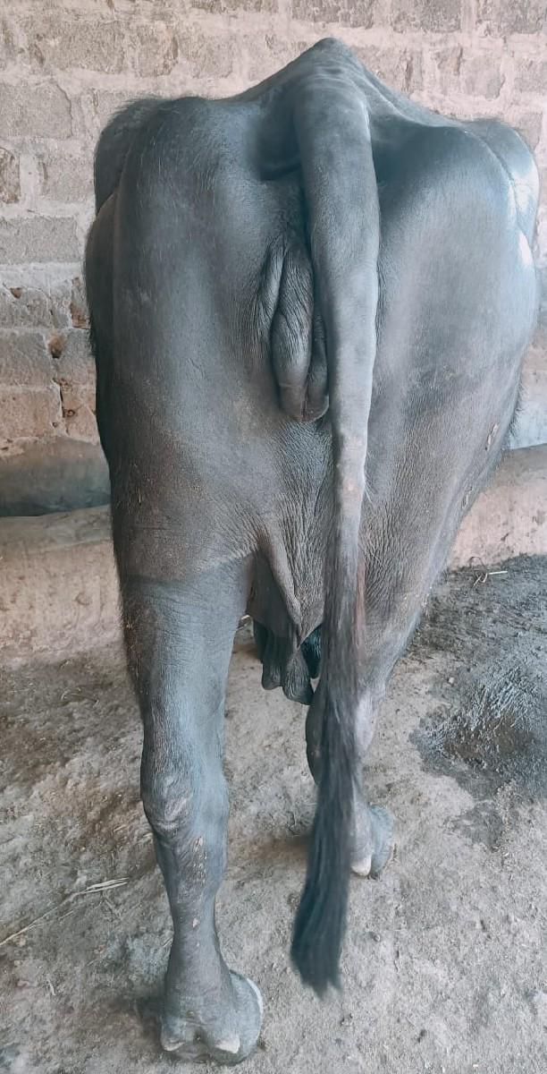 ભેંસ વેચવાની છે