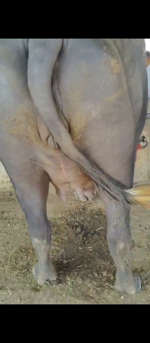 ખડેલી વેચવા ની છે