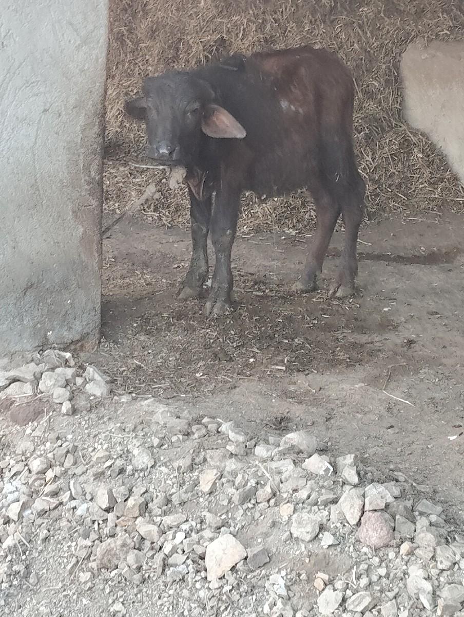 થંબનેલ 2