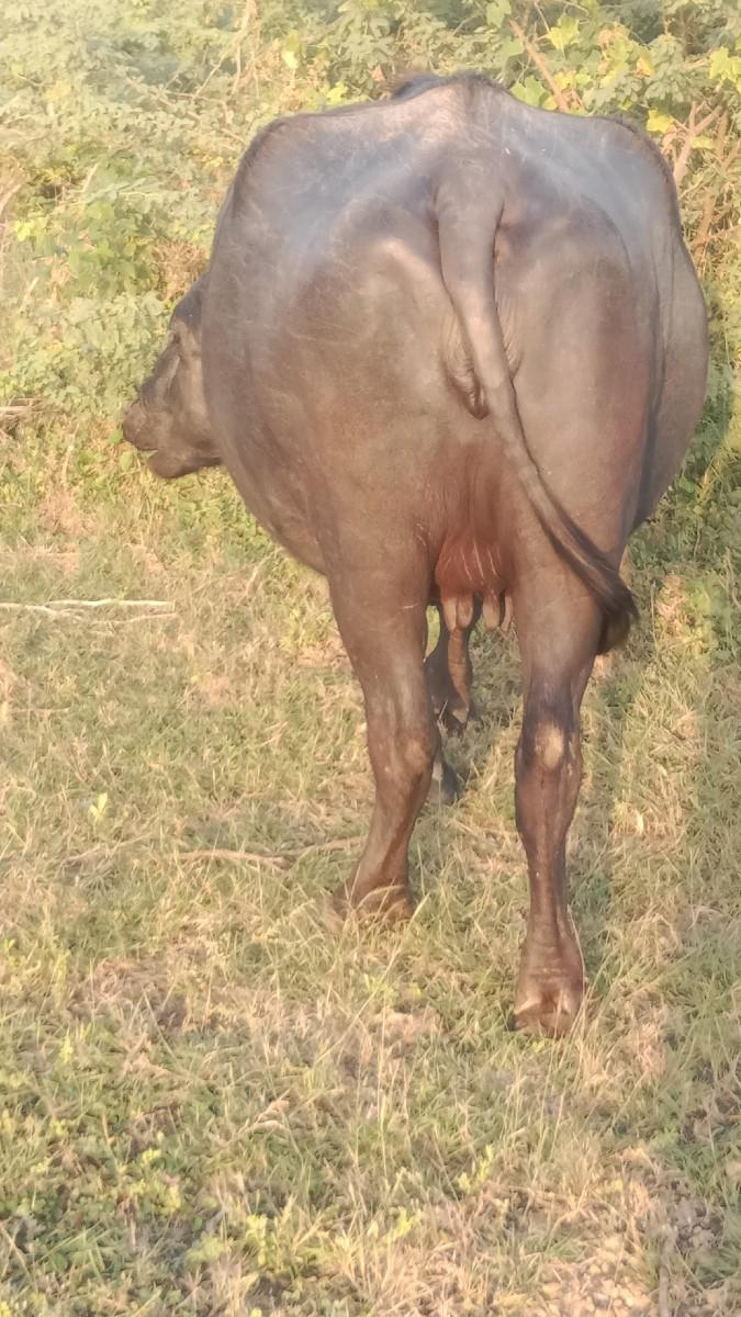 બે ભેંસ વેચવાની છે