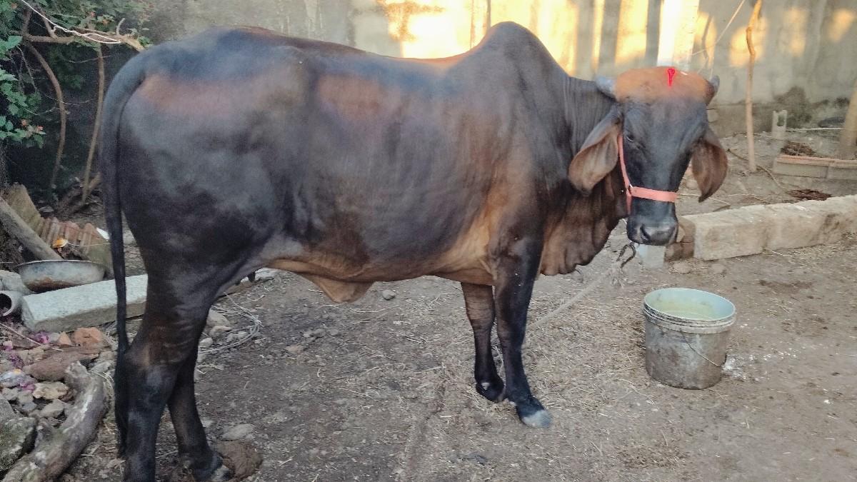 થંબનેલ 2