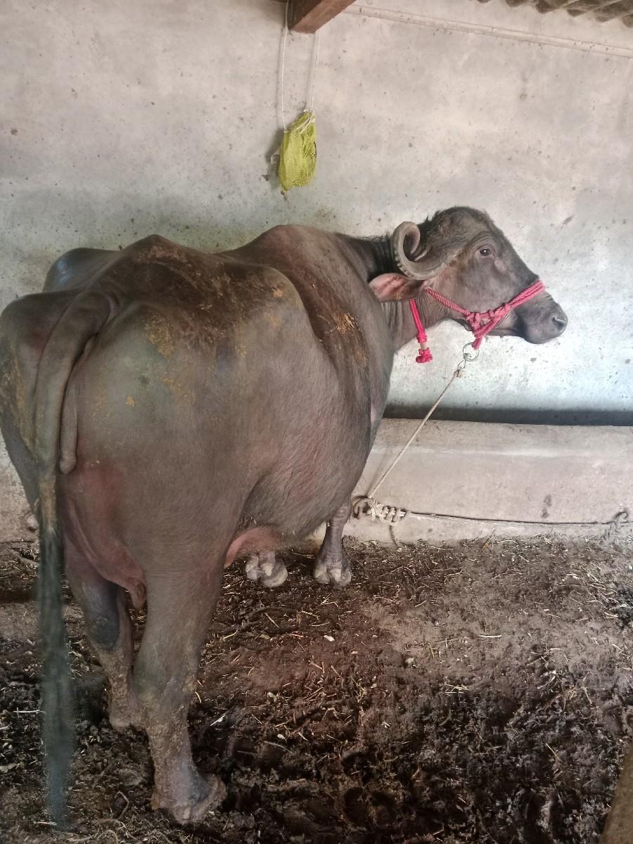 2 જુ વેતર 6લીટર દુધ