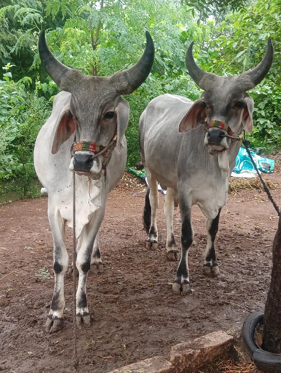 થંબનેલ 2