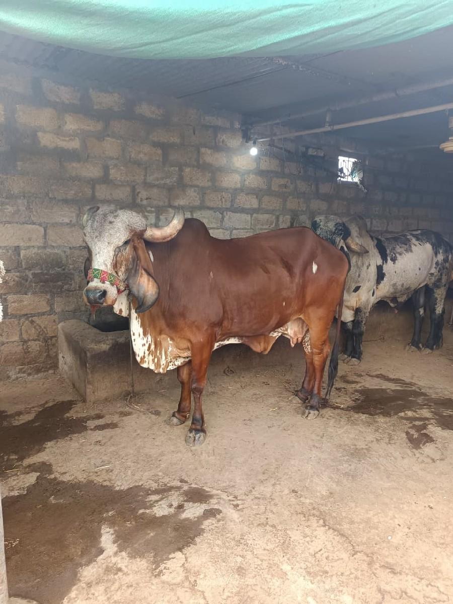 યોરીજલ ગીર ગાય આપવાની‌ સે