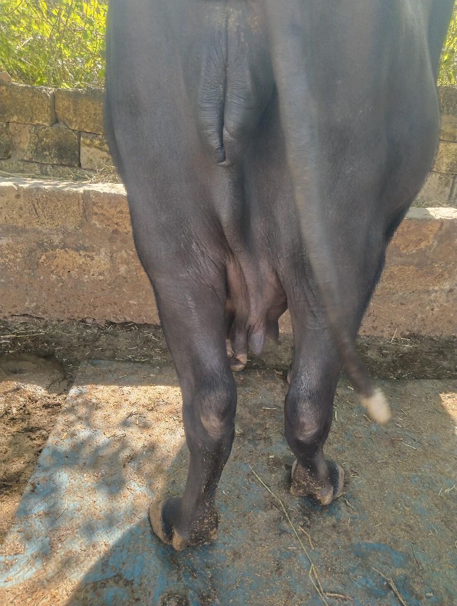 થંબનેલ 3