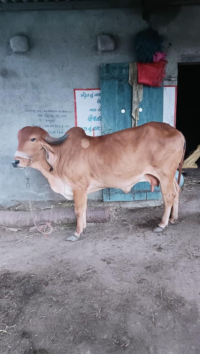 થંબનેલ 2