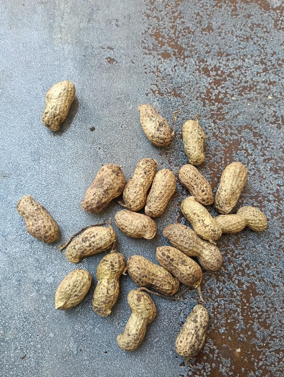 થંબનેલ 3