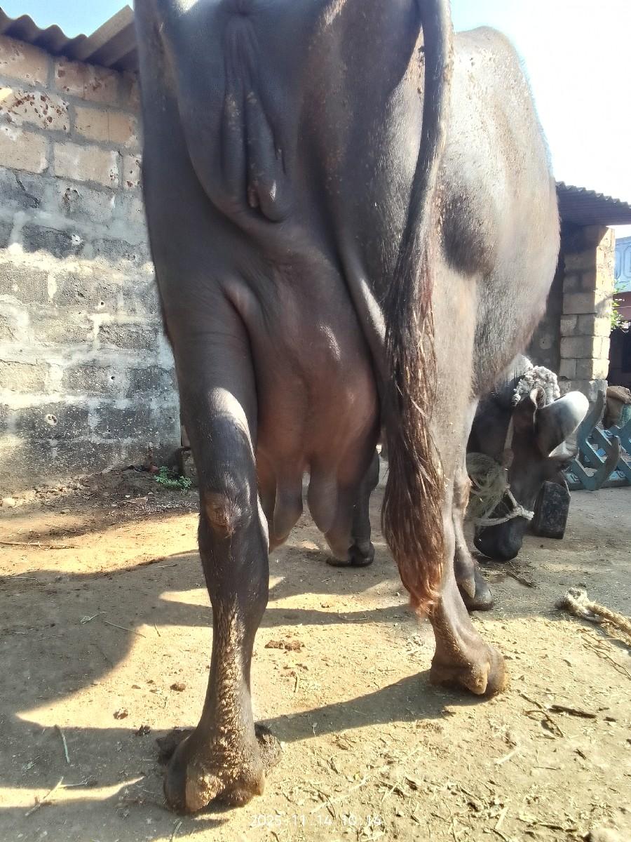 ભેંસ વેચવાની છે