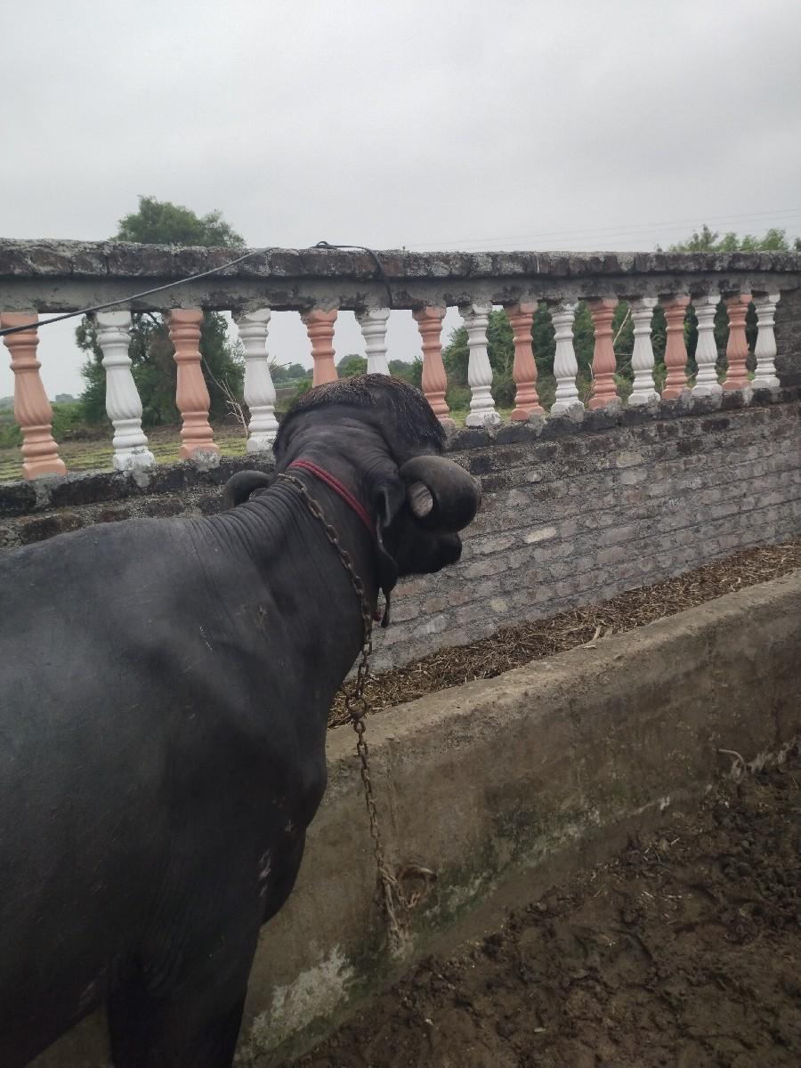 થંબનેલ 2