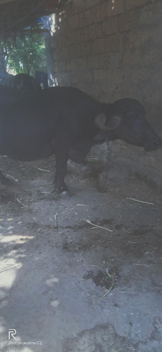 વેચવા નિ છે.