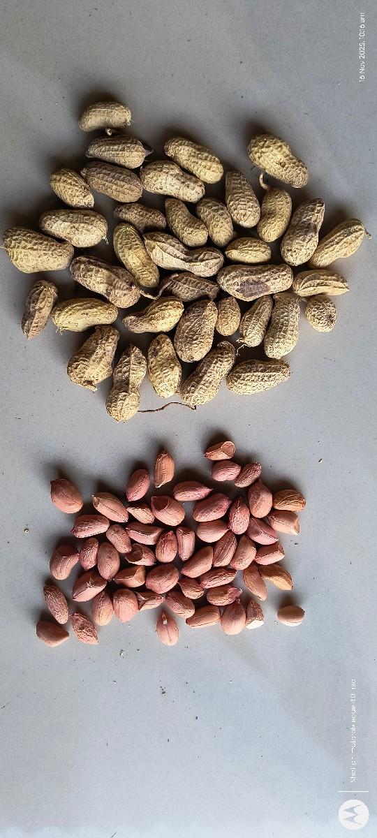 મગફળી G22 
22 નંબર બિયારણ