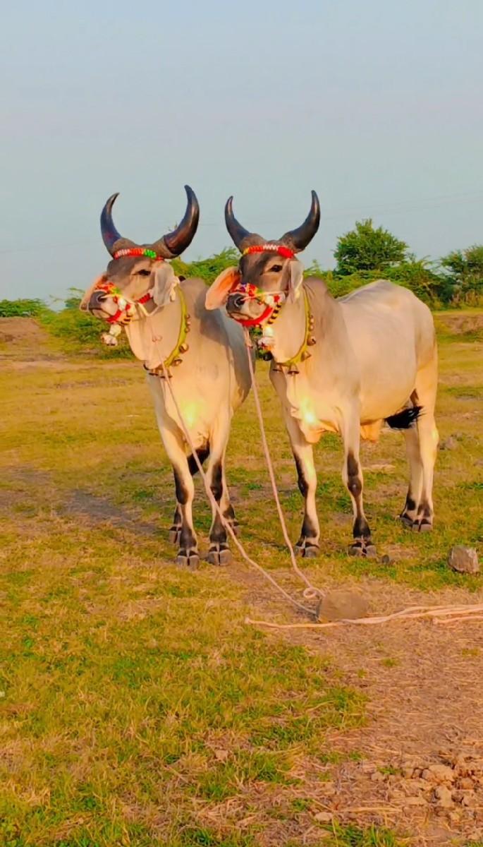 Sar Sar Dard total jababdari thi