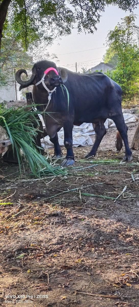 થંબનેલ 3