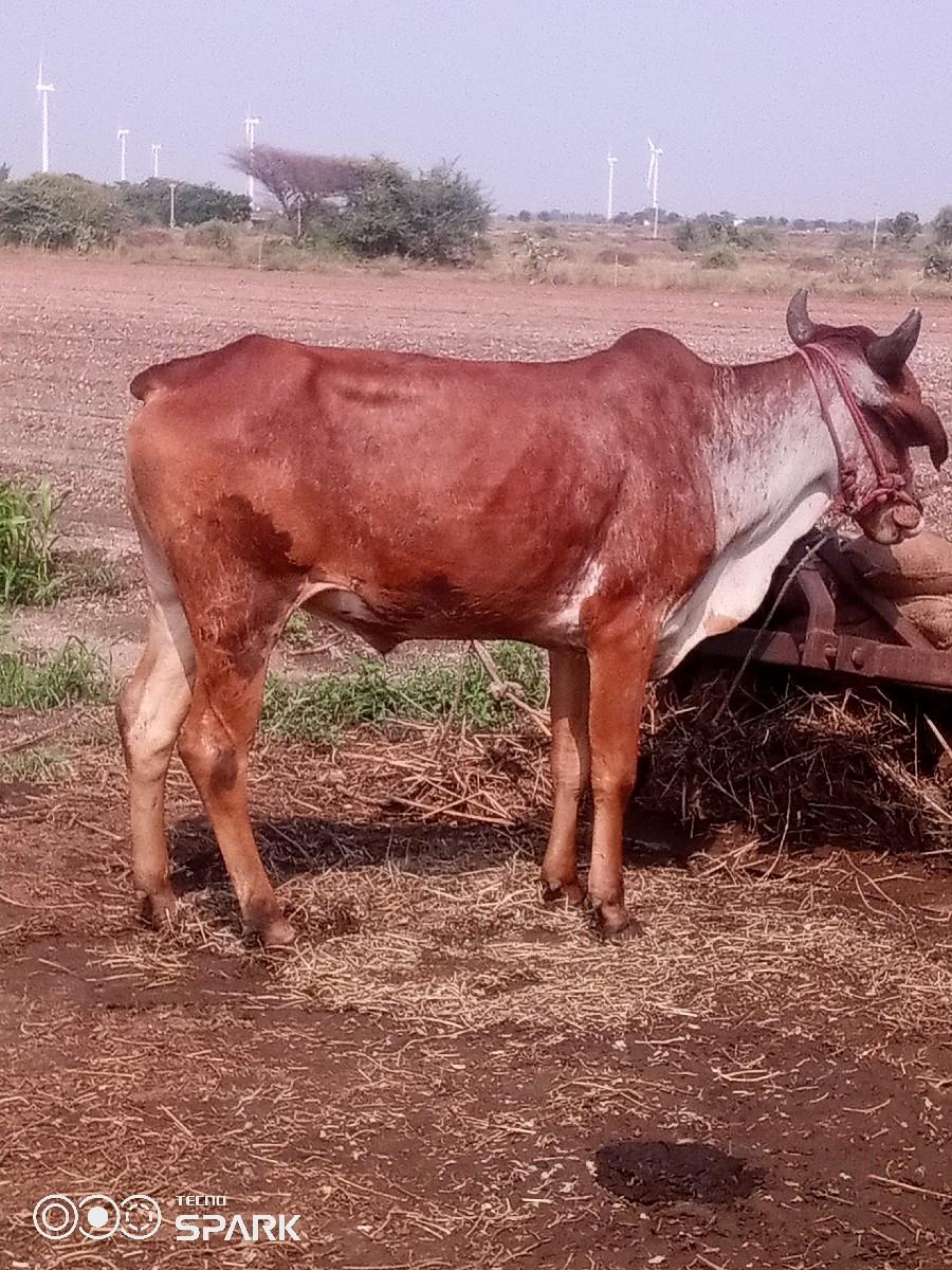 થંબનેલ 3