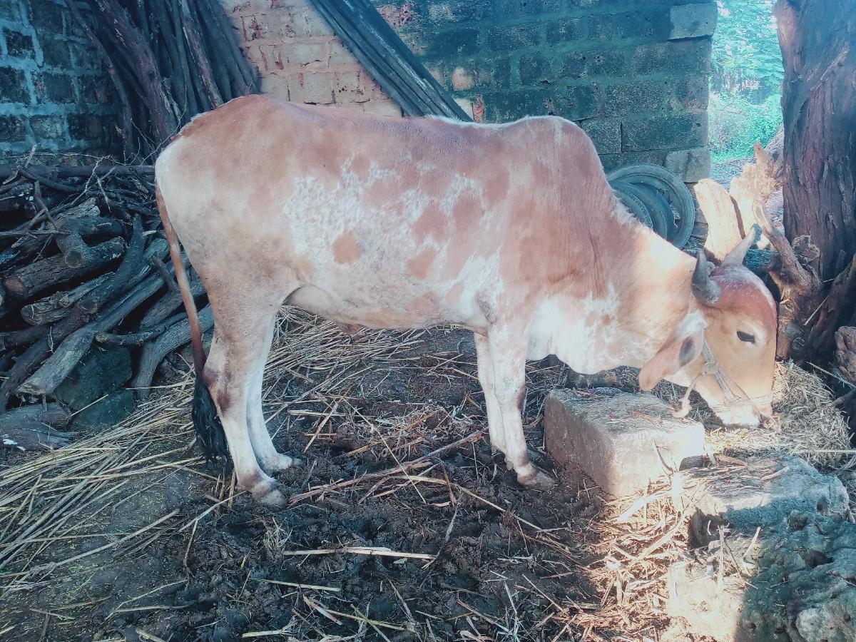 ઘોધલો વેસવાનો