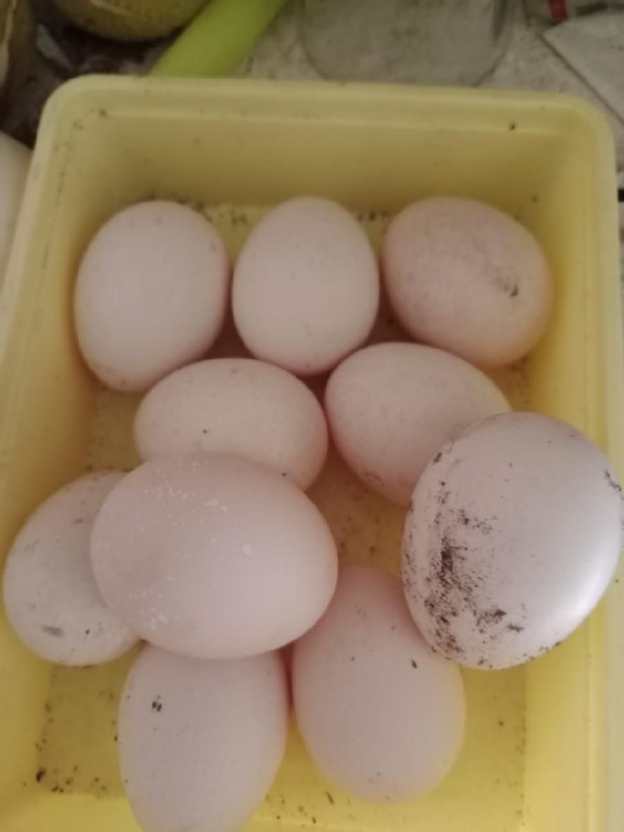 ઈંડા દેવાના છે