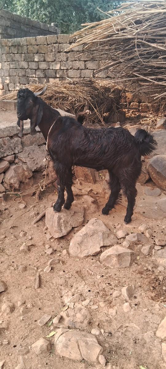 થંબનેલ 2