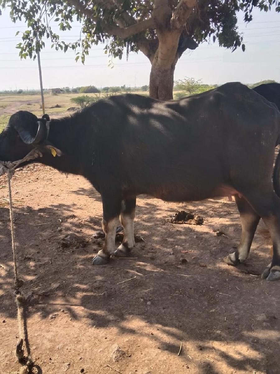 થંબનેલ 3