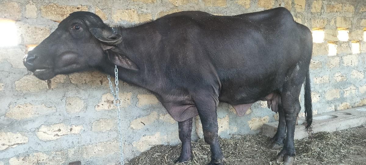 ભેસ વેચવાની છે