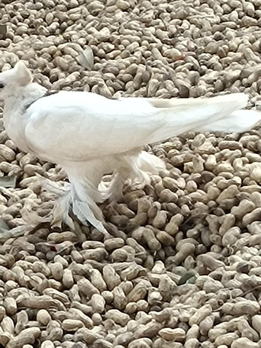 કબુતર વહેંચવાના છે