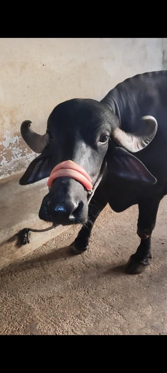 થંબનેલ 2