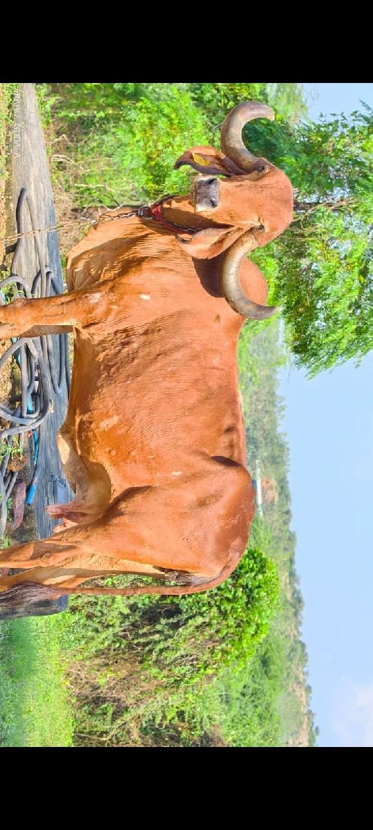 ગાય વેચવા ની છે