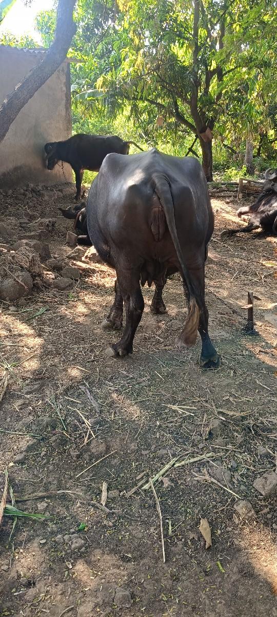 થંબનેલ 2