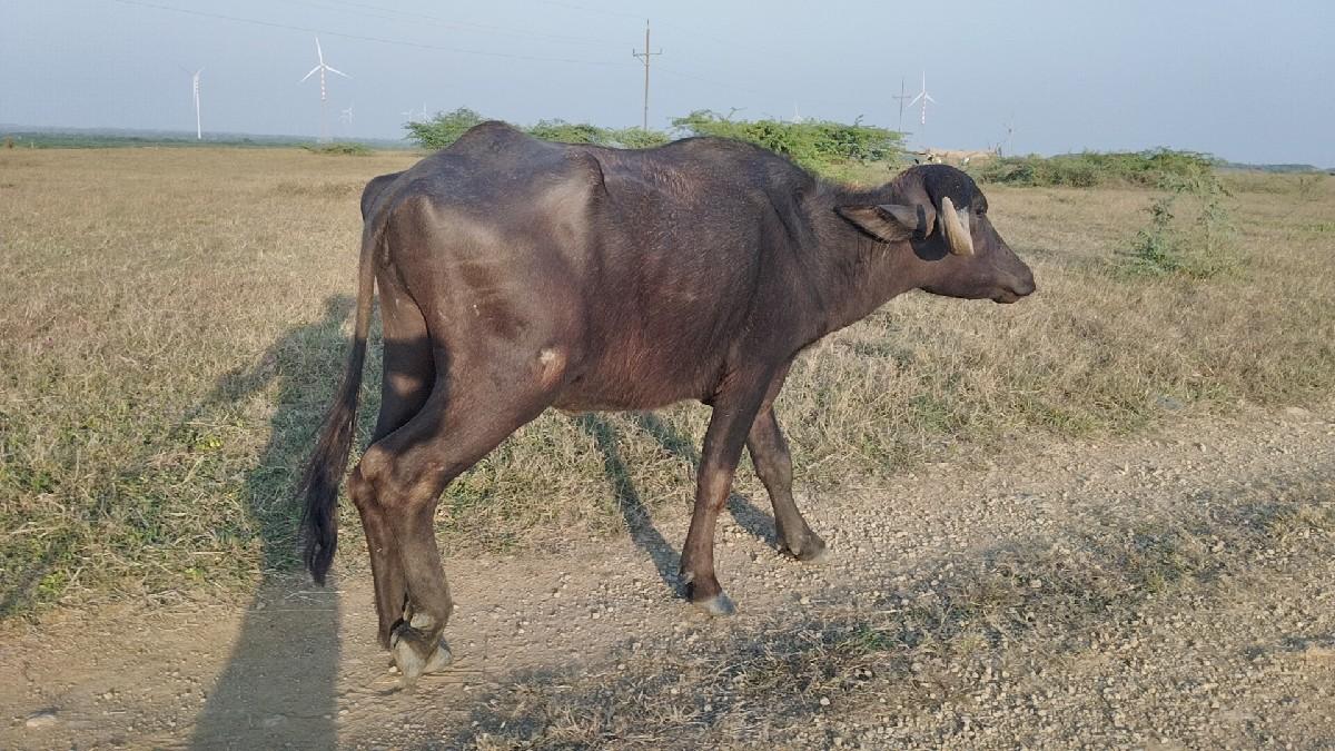 થંબનેલ 3