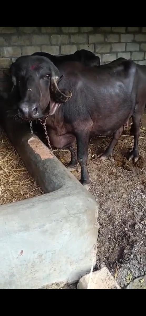 થંબનેલ 2