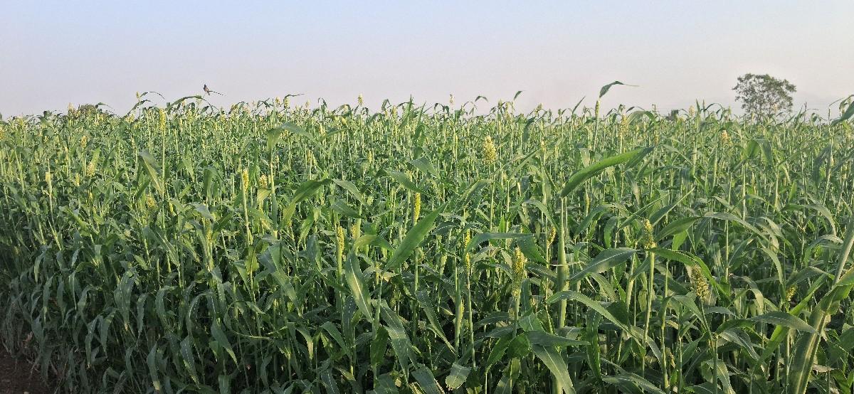 જુવાર લીલૂ