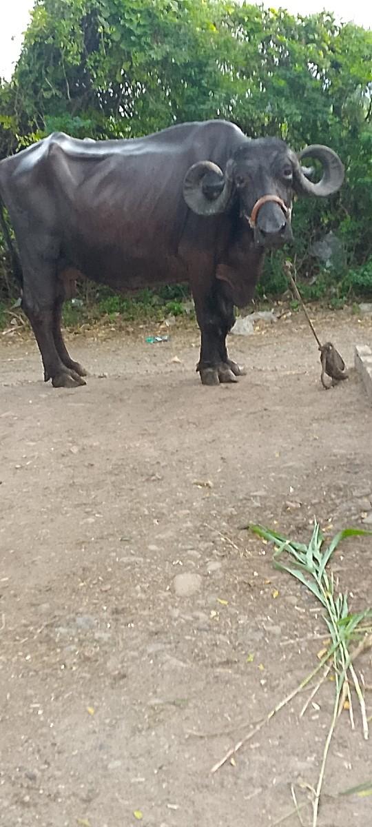 થંબનેલ 2