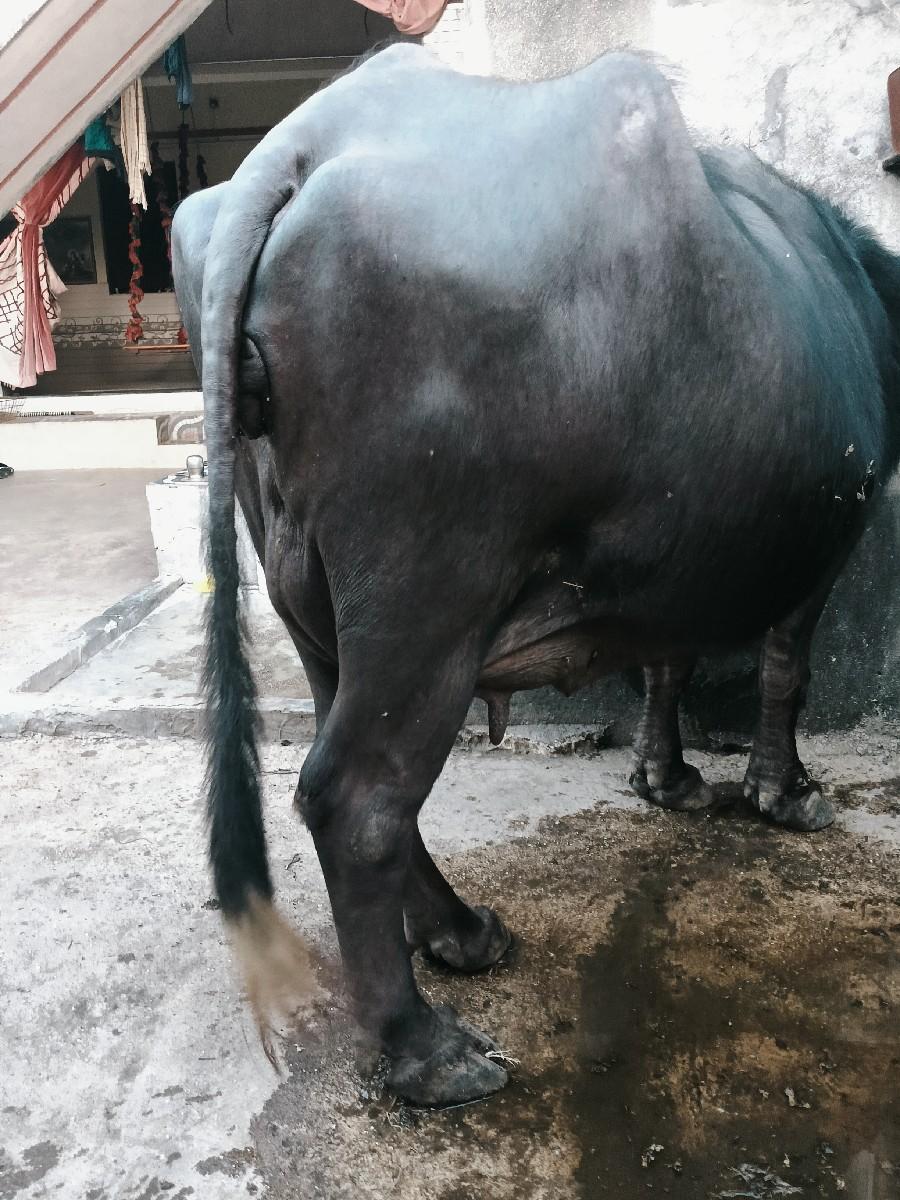 ભેંશ વેચવાની છે