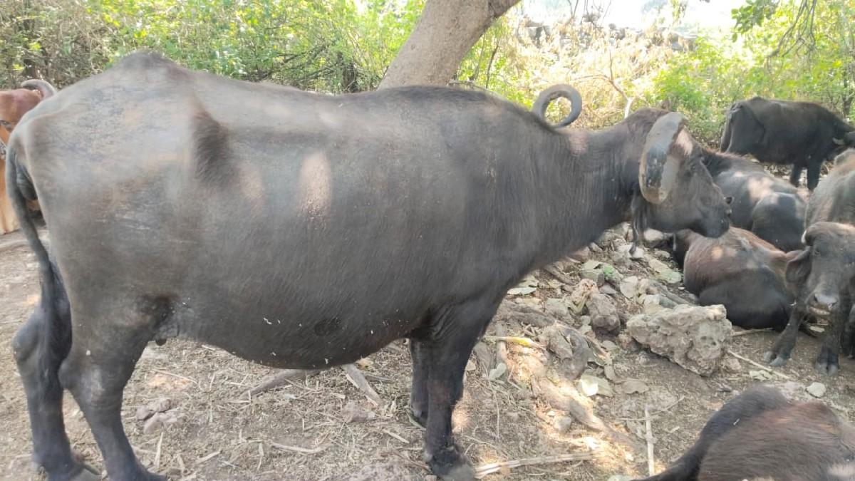 થંબનેલ 2